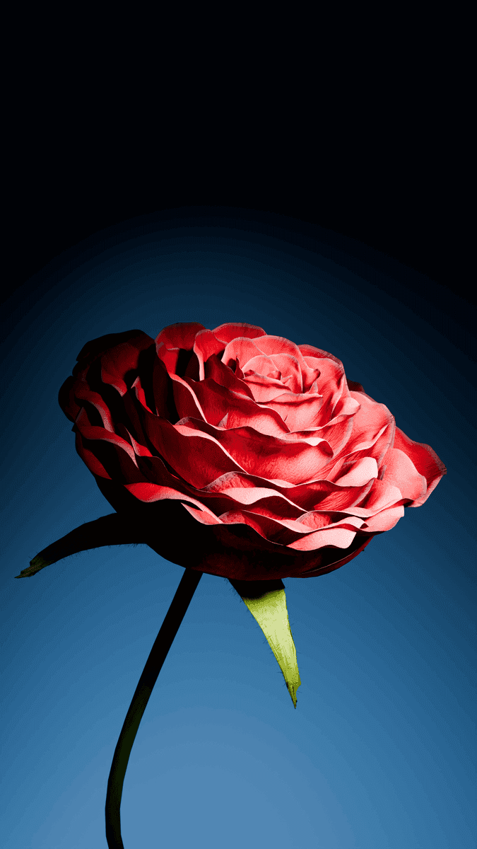 3D Animation: Rose Blooming 1