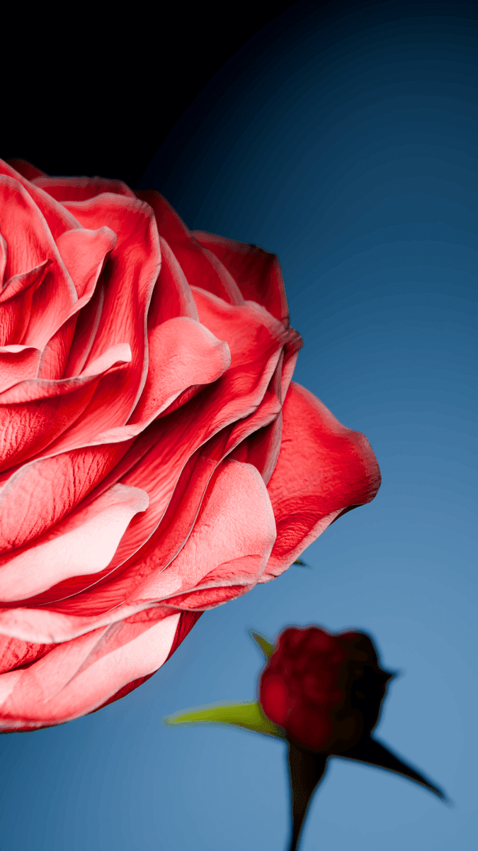 3D Animation: Rose Blooming 2